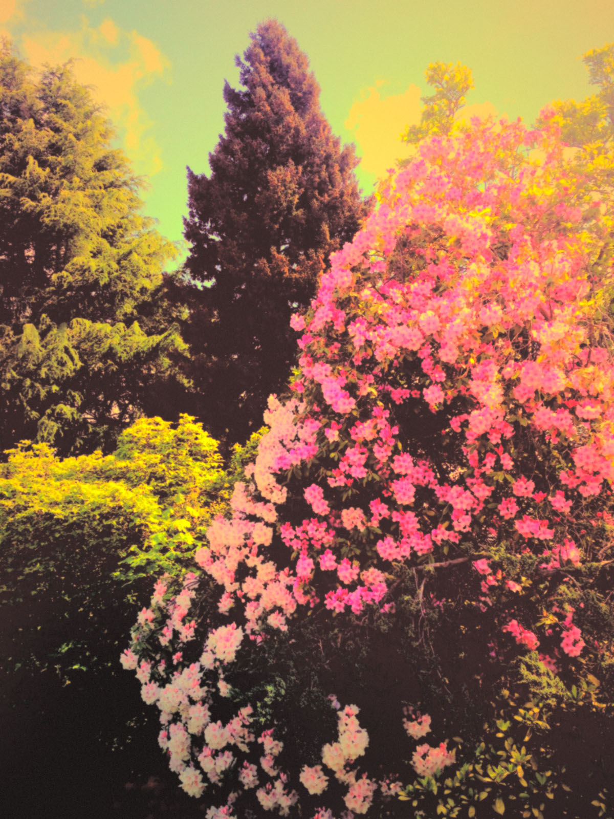 Summer Haze