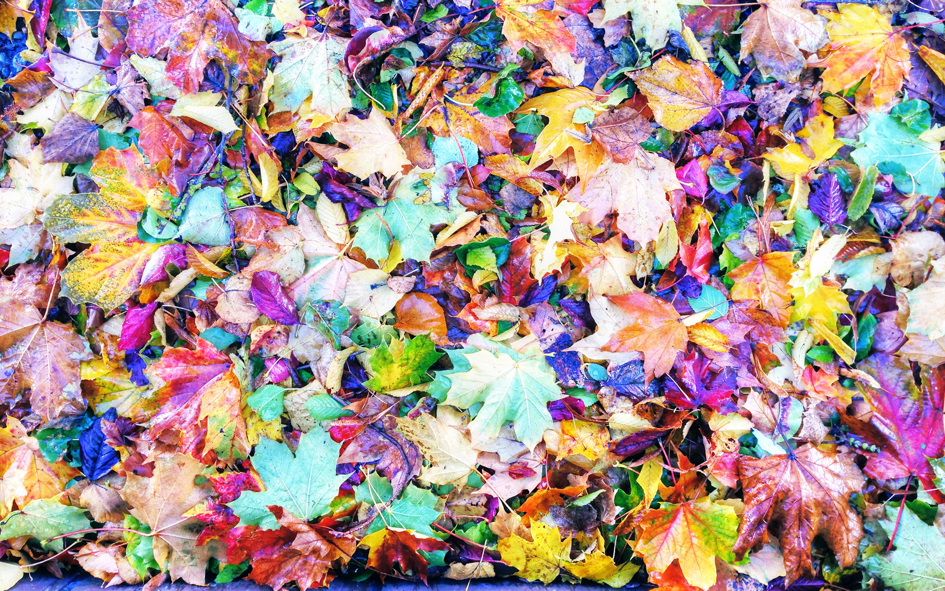 Leaves On Street